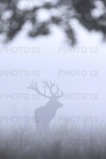 Silhouette of rutting red deer (Cervus elaphus) stag with big antlers in meadow at forest edge in thick early morning mist during the rut in autumn