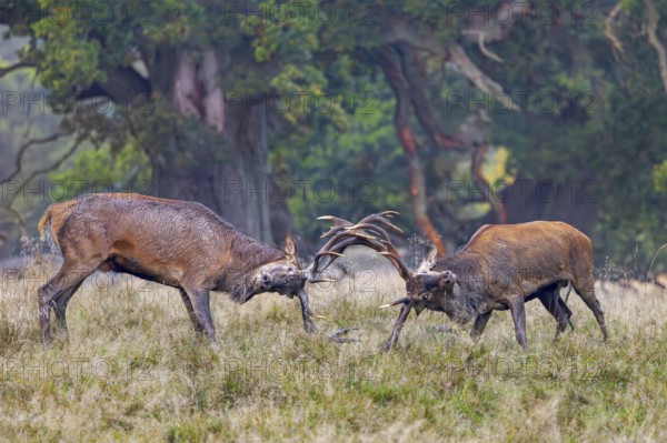 Two rutting red deer (Cervus elaphus) stags fighting by locking antlers during fierce mating battle in grassland at forest edge during rut in autumn