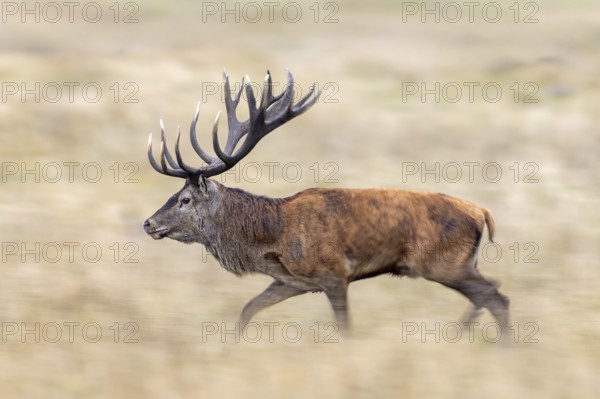 Motion blurred rutting red deer (Cervus elaphus) stag with big antlers running through grassland, meadow during the rut in autumn, fall