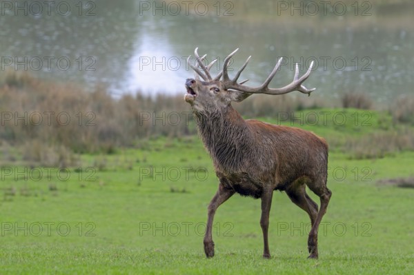 Rutting red deer (Cervus elaphus) stag with big antlers roaring, burling in grassland on lake shore during the rut in autumn, fall