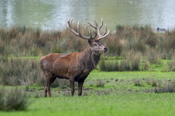 Majestic red deer (Cervus elaphus) stag with big antlers standing in grassland on lake shore during the rut in autumn, fall