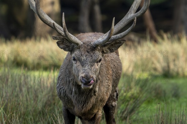 Close-up of majestic muddy red deer (Cervus elaphus) stag with big antlers flicking its tongue during the rut in autumn, fall