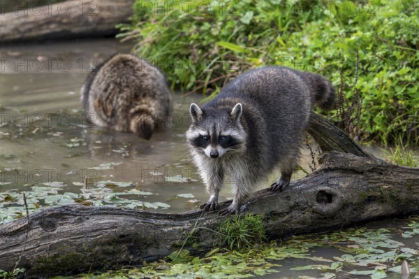 Common raccoon, North American racoon (Procyon lotor) walking over fallen tree trunk in pond, invasive species native to North America