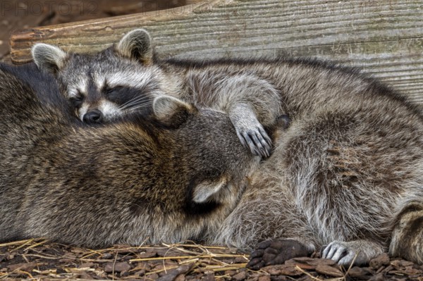 Two sleeping common raccoons, North American racoons (Procyon lotor) huddled together for warmth, invasive species native to North America