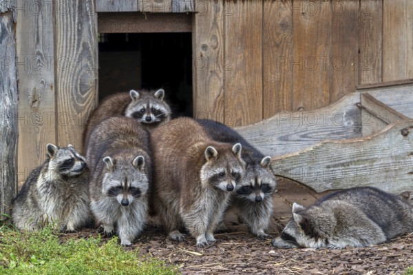 Family of common raccoons, North American racoon (Procyon lotor) emerging from barn, invasive species native to North America