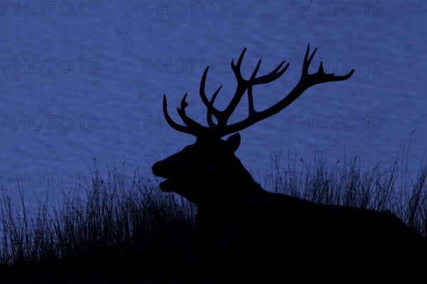 Silhouette of rutting red deer (Cervus elaphus) stag with big antlers bellowing on lake shore at dusk during the rut in autumn, fall. Digitally colourised