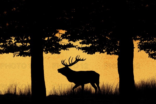 Silhouette of rutting red deer (Cervus elaphus) stag with big antlers walking on lake bank at edge of forest at sunset during the rut in autumn, fall. Digitally colourised