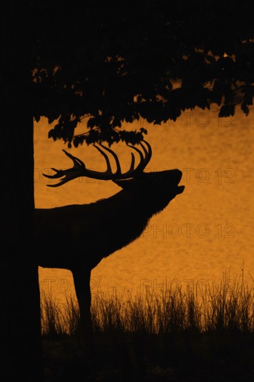 Silhouette of rutting red deer (Cervus elaphus) stag with big antlers roaring on lake bank at edge of forest at sunset during the rut in autumn. Digitally colourised