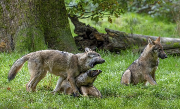 Wolf pack of Eurasian wolves, European grey wolves (Canis lupus lupus) with 5 months old pups play fighting in forest, woodland in autumn