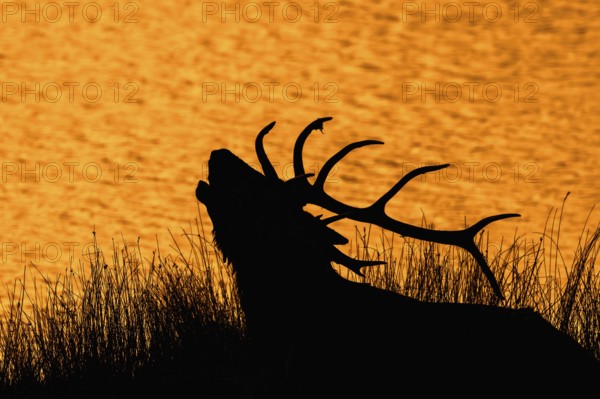 Silhouette of rutting red deer (Cervus elaphus) stag with big antlers bellowing on lake shore at sunset during the rut in autumn, fall. Digitally colourised