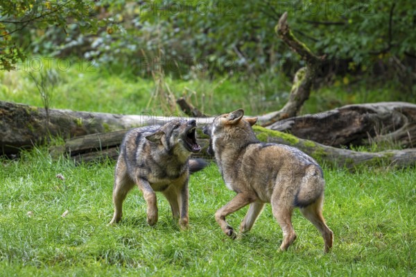 Two 5 months old pups play fighting at wolf pack of Eurasian wolves, European grey wolves (Canis lupus lupus) in forest, woodland in autumn
