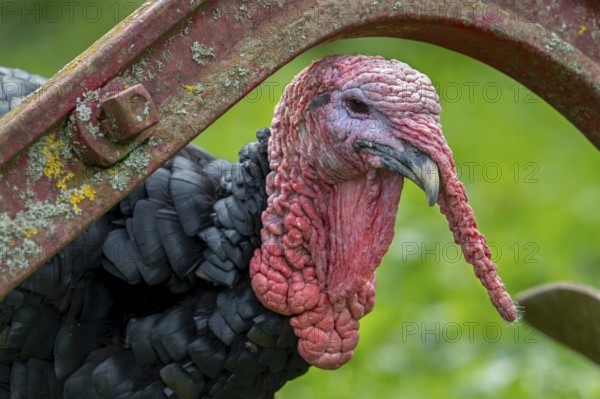 Close-up of head of black domestic turkey showing snood, caruncles and wattle, dewlap