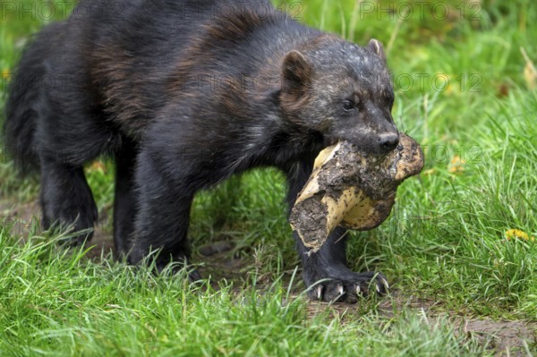 Scavenging wolverine, glutton, carcajou (Gulo gulo) walking away with huge animal bone, native to Scandinavia, Russia, Siberia, Canada and Alaska