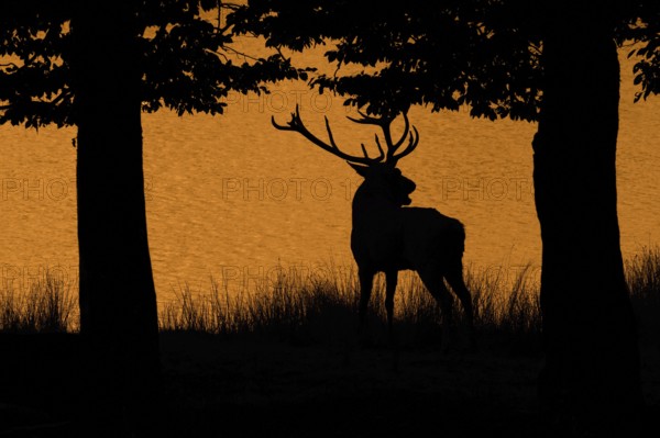 Silhouette of rutting red deer (Cervus elaphus) stag with big antlers bellowing on lake bank at edge of forest at sunset during the rut in autumn. Digitally colourised
