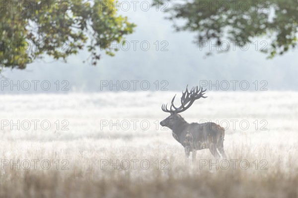 Red deer (Cervus elaphus) stag with big antlers in meadow at forest edge in early morning mist at dawn during the rut in autumn, fall