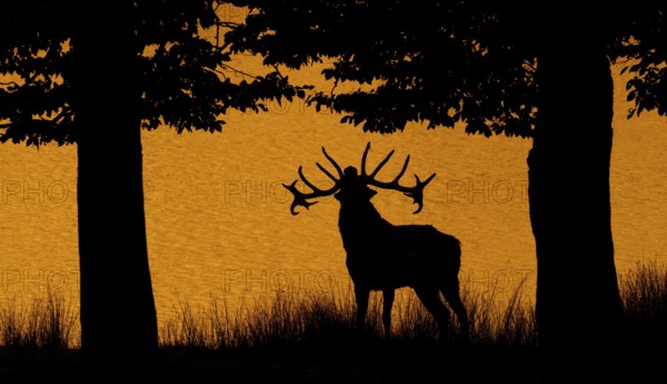 Silhouette of rutting red deer (Cervus elaphus) stag with big antlers burling on lake shore at edge of forest at sunset during the rut in autumn. Digitally colourised