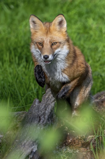 Foraging red fox (Vulpes vulpes) jumping over fallen tree trunk in grassland at edge of forest