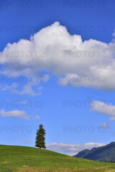 Individual spruce on an agricultural pasture in the Allgäu region, Bavaria, Germany