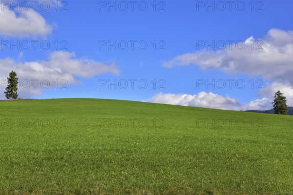 Two individual spruce trees on an agricultural pasture in the Allgäu region, Bavaria, Germany