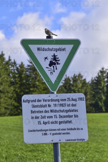 Vogel sits on a sign for information about the ban on entering the wildlife reserve, Allgäu, Bavaria, Germany