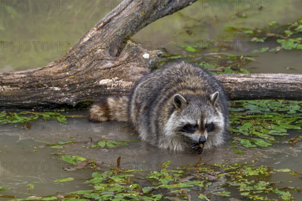 Common raccoon, North American racoon (Procyon lotor) washing food in water of pond, invasive species native to North America