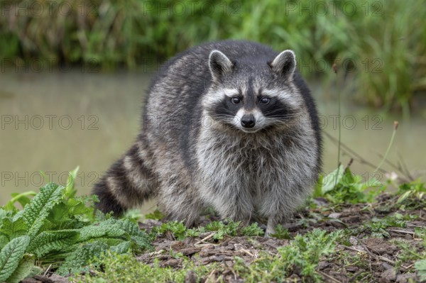 Common raccoon, North American racoon (Procyon lotor) foraging along river bank, invasive species native to North America