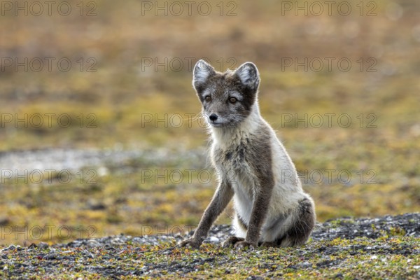 Arctic fox, polar fox (Vulpes lagopus) adult in summer coat foraging on the tundra showing its camouflage colours, Svalbard, Spitsbergen, Norway