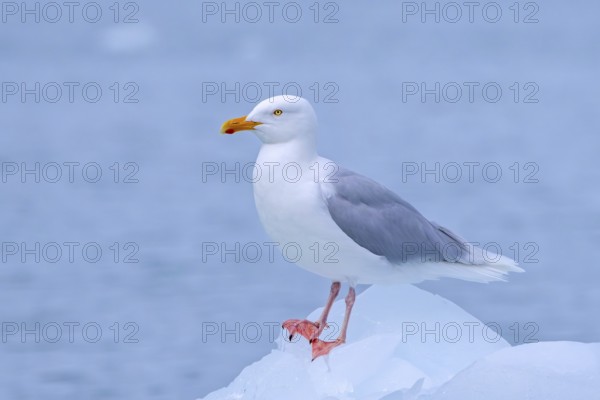 Glaucous gull (Larus hyperboreus hyperboreus) adult in summer plumage on pack ice in spring, Svalbard, Spitsbergen, Norway