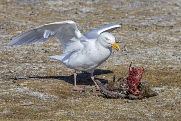 Glaucous gull (Larus hyperboreus hyperboreus) adult in summer plumage scavenging on dead common eider duck in spring, Svalbard, Spitsbergen