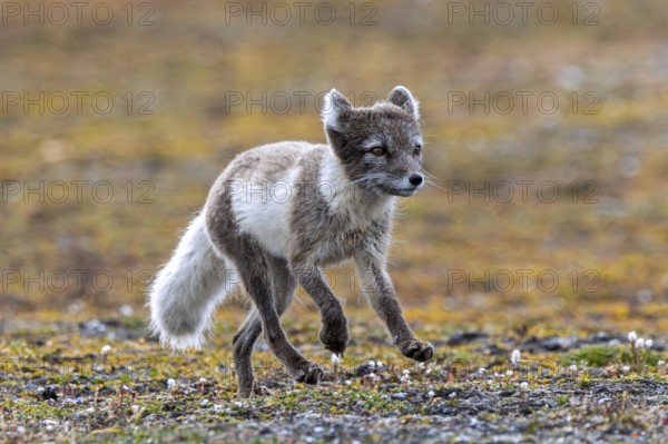 Foraging Arctic fox, polar fox (Vulpes lagopus) in summer coat running on the tundra showing its camouflage colours, Svalbard, Spitsbergen
