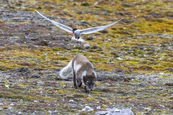Foraging Arctic fox, polar fox (Vulpes lagopus) attacked by Arctic tern protecting its nest on the tundra in summer, Svalbard, Spitsbergen