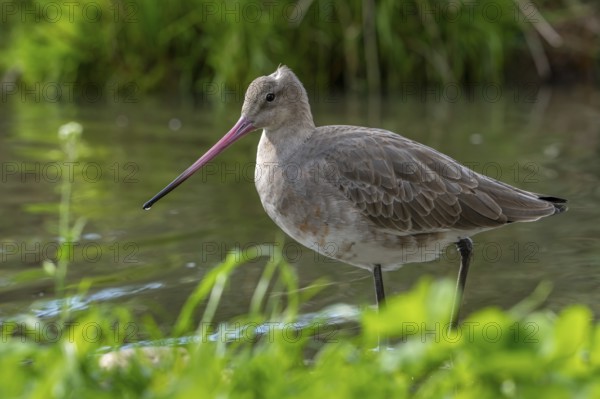 Black-tailed godwit (Limosa limosa) in non-breeding plumage foraging in creek, brook in autumn, fall