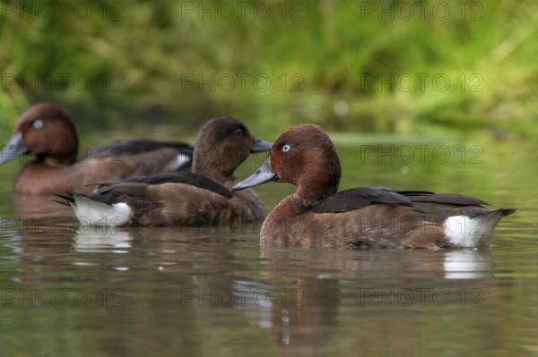 Ferruginous ducks, ferruginous pochard, common white-eye (Aythya nyroca), female and two males in eclipse plumage swimming in pond in autumn