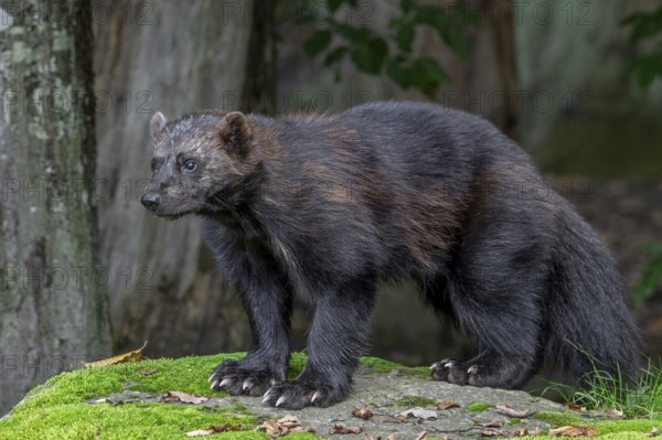 Wolverine, glutton, carcajou (Gulo gulo) showing its big paws with crampon-like claws in forest, native to Scandinavia, Siberia, Canada and Alaska