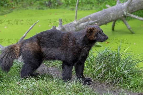 Wolverine, glutton, carcajou (Gulo gulo) foraging in forest, native to Scandinavia, Russia, Siberia, Canada and Alaska