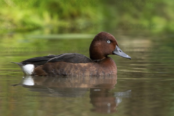 Ferruginous duck, ferruginous pochard, common white-eye, white-eyed pochard (Aythya nyroca), male in eclipse plumage swimming in pond in autumn