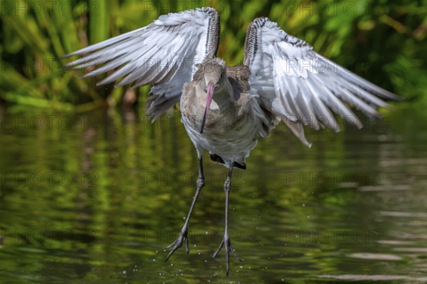 Black-tailed godwit (Limosa limosa) in non-breeding plumage taking off from pond, lake in autumn, fall