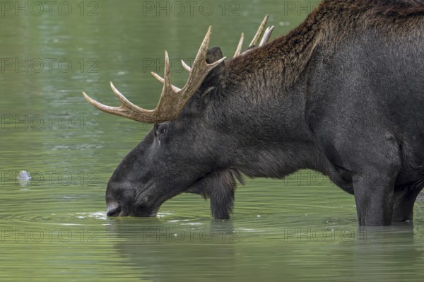 Moose, elk (Alces alces) close-up portrait of bull, male with fully developed antlers drinking water from pond in autumn, native to Scandinavia