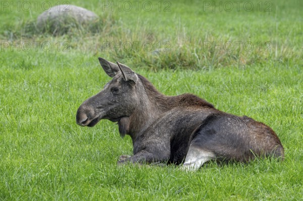 Moose, elk (Alces alces) cow, female resting in grassland, meadow in autumn, native to Scandinavia