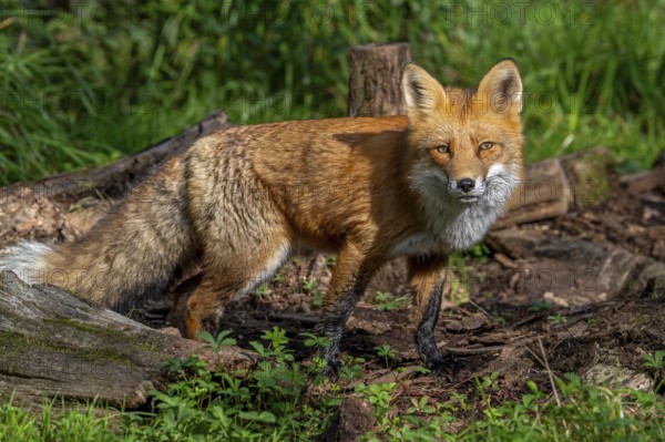 Red fox (Vulpes vulpes) hunting in grassland, meadow at edge of forest