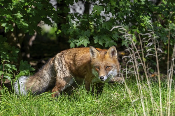 Hunting red fox (Vulpes vulpes) stalking prey in meadow, grassland along hedge