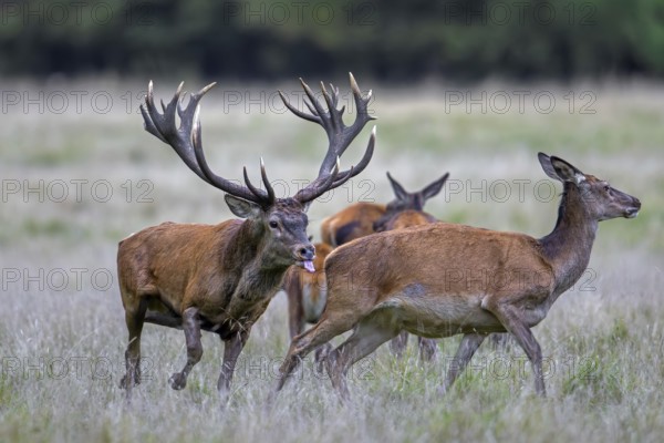 Red deer (Cervus elaphus) stag with big antlers in grassland checking out hinds, females in heat by flicking tongue during the rut in autumn, fall