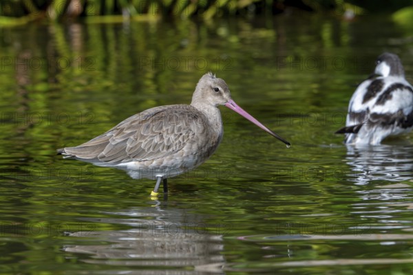 Black-tailed godwit (Limosa limosa) in non-breeding plumage and pied avocet foraging in pond in autumn, fall