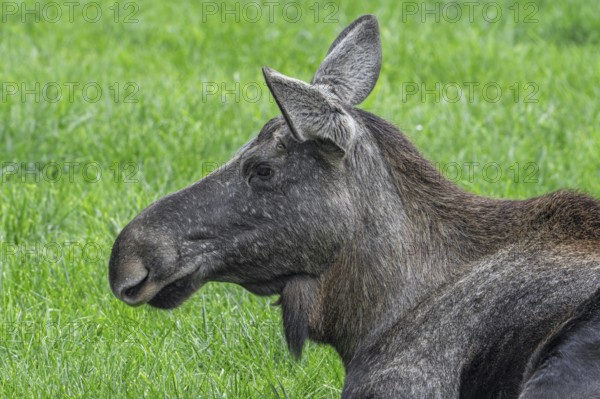 Close-up portrait of moose, elk (Alces alces) cow, female resting in grassland in autumn, native to Scandinavia