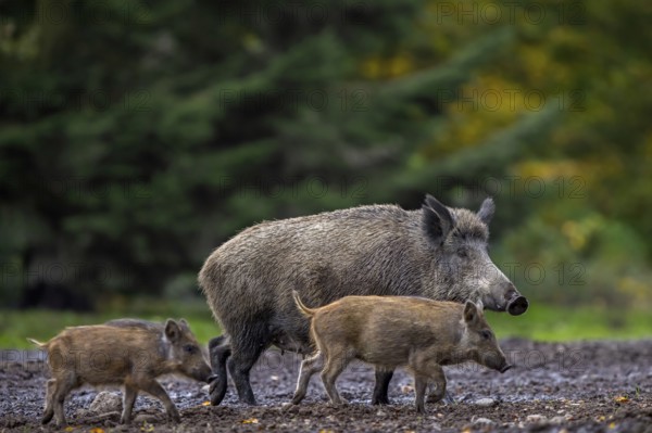 Wild boar (Sus scrofa) sow foraging with two juveniles in spruce forest in autumn, fall