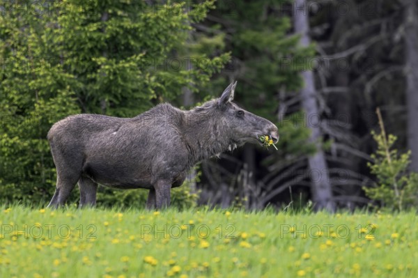 Moose, elk (Alces alces) cow, female eating dandelions in meadow at edge of spruce forest in spring, Sweden, Scandinavia