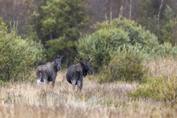 Moose, elk (Alces alces) two young bulls, males, one with shed antlers in grassland at edge of forest in autumn, fall, Sweden, Scandinavia