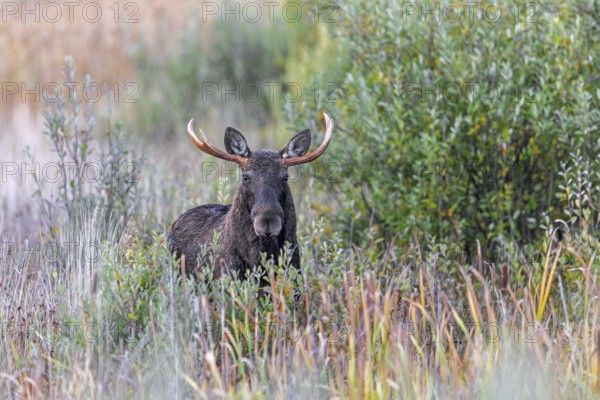 Moose, elk (Alces alces) bull, male feeding on willow leaves in marshland in autumn, fall, Sweden, Scandinavia