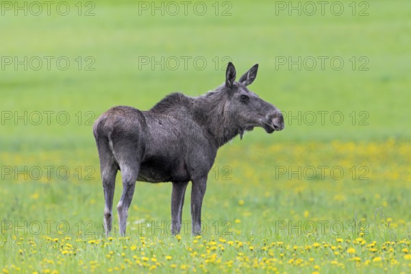 Moose, elk (Alces alces) cow, female grazing in meadow with wildflowers, dandelions in spring, Sweden, Scandinavia