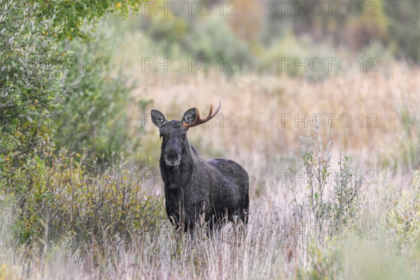 Moose, elk (Alces alces) young bull, male shedding antlers in grassland at edge of forest in autumn, fall, Sweden, Scandinavia